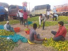 Photo: तब्बल पाच महिन्यांनंतर मोसंबी बाजारपेठ गजबजली; मिळतोय एवढा भाव...