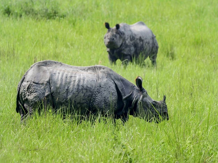 Assam: Man, Son Injured In On-Horned-Rhino Attack Crossing Animal Corridor Kaziranga National Park Assam: Man, Son Injured In Rhino Attack While Crossing Animal Corridor In Kaziranga National Park