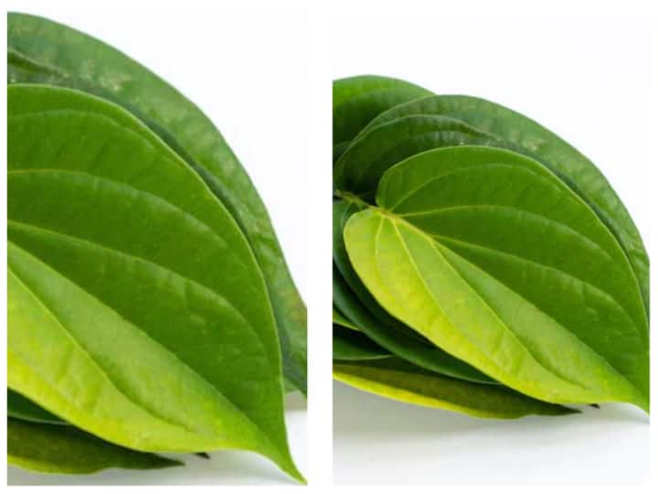 Chewing Betel Leaf Harmful Is Betel Leaf Cancerous Betel Leaf For High Blood Pressure Disadvantages Of Eating Paan Health Tips: पान खाने वाले हो जाएं सावधान! ज्यादा खाने से हो सकते हैं ये नुकसान