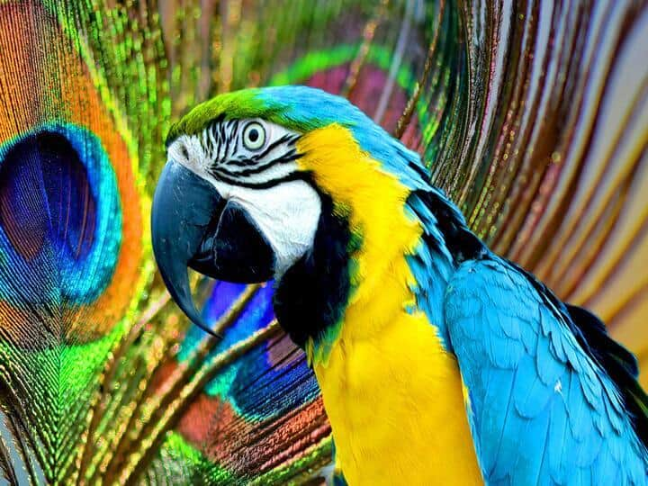 Annoyed By Neighbour Parrot 72 Year Old Files Police Complaint In Pune புறாவுக்கு போரா? கிளியால் எரிச்சல்.. காவல்நிலையத்தில் பதிவான விநோத புகார்..