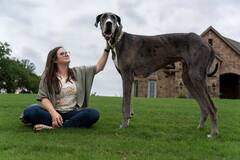 World's Tallest Dog : 'झ्युसी' 