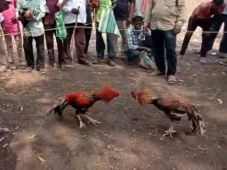 Yavatmal News  Police raided the chicken battle  confiscated seven lakhs and arrested six accused Yavatmal :  कोंबड बाजावर पोलिसांची धाड, तब्बल सात लाखांचा मुद्देमाल जप्त आणि सहा आरोपींना अटक
