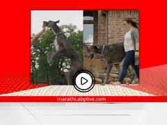 World's Tallest Dog : 'झ्युसी' 