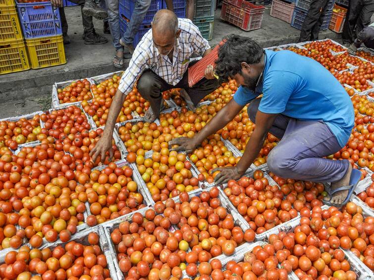 he cost of growing tomatoes is Rs.6 and the price is Rs.3, farmers throwing crops in the garbage ਟਮਾਟਰ ਉਗਾਉਣ ਦਾ ਖਰਚਾ 6 ਰੁਪਏ ਤੇ ਭਾਅ 3 ਰੁਪਏ, ਫਸਲਾਂ ਨੂੰ ਕੂੜੇ 'ਚ ਸੁੱਟ ਰਹੇ ਕਿਸਾਨ