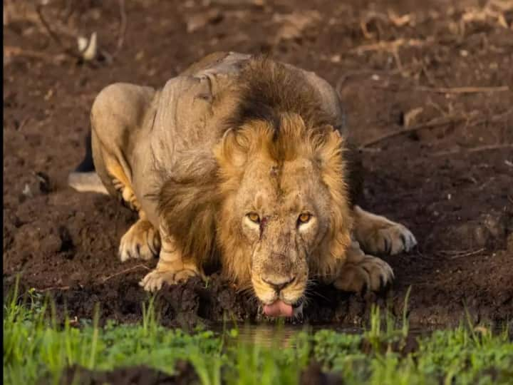 Ahmedabad photographer captures stunning photo of wounded lion drinking water at Gir National Park Gir National Park : வலது கண்ணில் காயம்! அப்படி ஒரு போஸ்!! இணையத்தைக் கலக்கும்  ‘சிங்கத்தின் புகைப்படம் ‘!