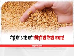 Tips To Avoid Flour Bugs: मानसून के मौसम में आटा खराब होने का रहता है डर, इन टिप्स की मदद से बरसाती कीड़ों से इन्हें रखें दूर