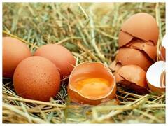 Egg Vegetarian or Non Vegetarian: अंडा वेज है या नॉनवेज? इस सवाल का जवाब जानकर हैरानी में पड़ जाएंगे आप