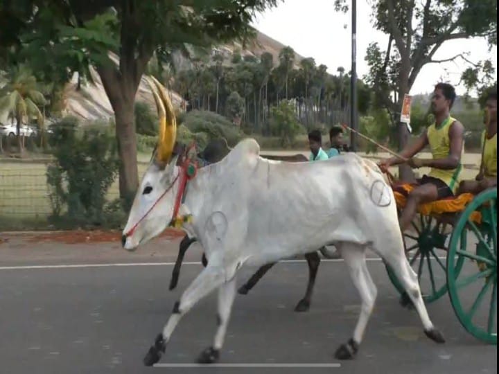 மதுரை அவனியாபுரம் மாட்டு வண்டி பந்தயம் -  ஏராளமானோர் பங்கேற்பு