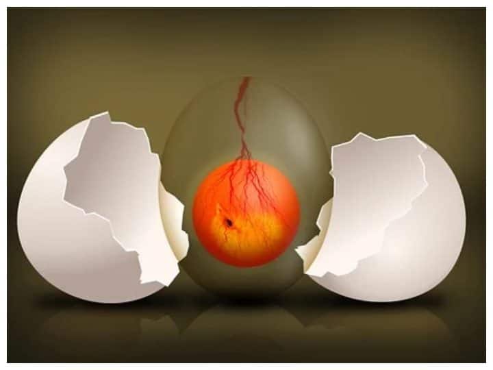 इसके बाद इन्हें बंद कमरे में टेबल के नीचे एक बल्ब जलाकर रखिए. वह रोशनी अगर अंडे को पार कर जाए यानी अंदर कुछ नजर न आए तो वह वेज अंडा है और अगर उसमें कुछ डार्क सा नजर आ रहा है यानी उसमें चूजा है तो वह नॉन वेज अंडा है. वेज वाला अंडा आपको पूरी तरह से लाल नजर आएगा. आप इस तरीके से वेज और नॉन वेज अंडे की पहचान कर सकते हैं.