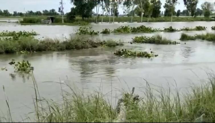 Sutlej Barrage Gate been opened on Pakistan side of Sutlej in Fazilka after coordination of Fazilka administration and BSF ਪਾਣੀ 'ਚ ਡੁੱਬੇ ਫ਼ਾਜ਼ਿਲਕਾ ਦੇ ਇਲਾਕਿਆਂ ਦਾ ਸੁਨੇਹਾ ਪਹੁੰਚਿਆ ਪਾਕਿਸਤਾਨ ,ਫਾਜ਼ਿਲਕਾ 'ਚ ਪਾਕਿਸਤਾਨ ਨੇ ਖੋਲ੍ਹੇ ਗੇਟ  