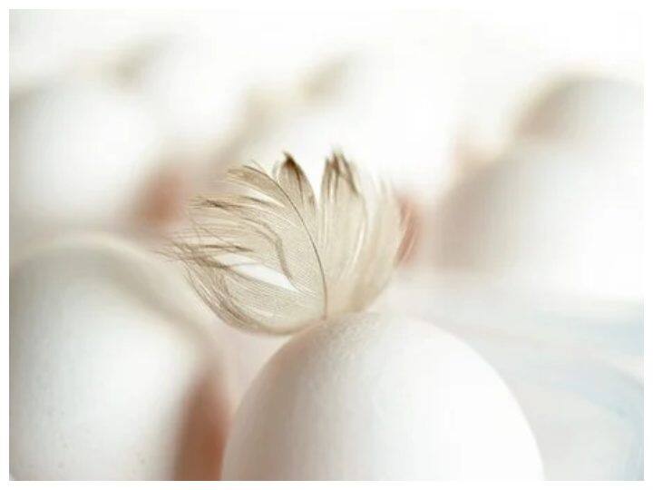 दरअसल मुर्गी के अंडा देने की प्रक्रिया नैचुरल भी होती है. वहीं चूजा उत्पादन के लिए इनक्वेटर हेचरीज तरीके का इस्तेमाल किया जाता है. इसके लिए 10 मुर्गी पर 1 मुर्गा छोड़ा जाता है. इस दौरान जो अंडा होगा उनसे चूजे निकल सकते हैं. ऐसे अंडों को तब आप नॉन वेज कह सकते हैं.