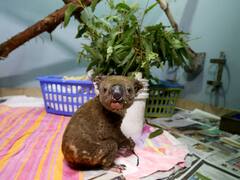 Keeping Pets Illegal: दुनिया का वो देश जहां कुत्ते-बिल्ली पालना है अपराध, उल्लंघन करने वाले को जेल और जुर्माना