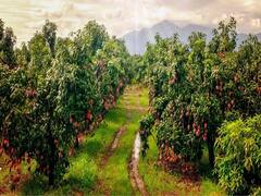 Most Expensive Mango: भारत में उगकर पूरी दुनिया में फेमस हो रहा है ये जापानी आम, 2.5 लाख रुपये में हो रही है बिक्री