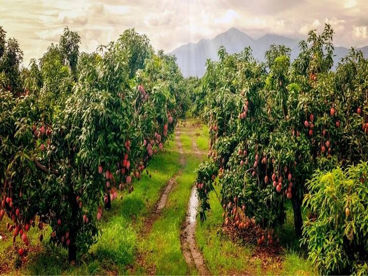 मीडिया रिपोर्ट्स के मुताबिक, जापान के मियाजाकी शहर की उपज होने के कारण इसे मियाजाकी आम कहते हैं. ये दुनिया का सबसे मंहगा आम है, जिसकी बनावट अनोखी और रंग गहरा लाल या जामुनी होता है. इस आम का साइज किसी डायनासोर के अंडे के बराबर होता है. इसका वैज्ञानिक नाम ताइयो-नो-टोमागो है, जिसे एग्स ऑफ सनशाइन भी कहते हैं.