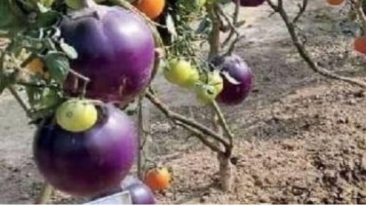 It's a pomato! Scientists grow potato and tomato in one plant Know Details Pomato: একই গাছে আলু আর টোম্যাটোর ফলন! নাম তার 'Pomato'