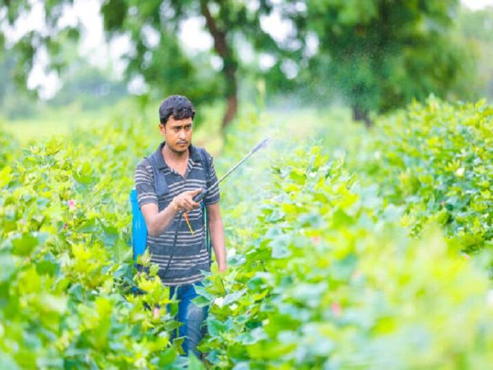 तरल नैनो का छिड़काव सीधा पौधे पत्तियों पर किया जाता है, जिससे कोई हानि नहीं है, बल्कि पौधों की बढ़वार तेजी से होती है. वहीं पुराने पाउडर उर्वरक या दानेदार यूरिया से खेतों में प्रदूषण बढ़ता है और यूरिया का पूरा पोषण भी फसलों को नहीं मिल पाता.