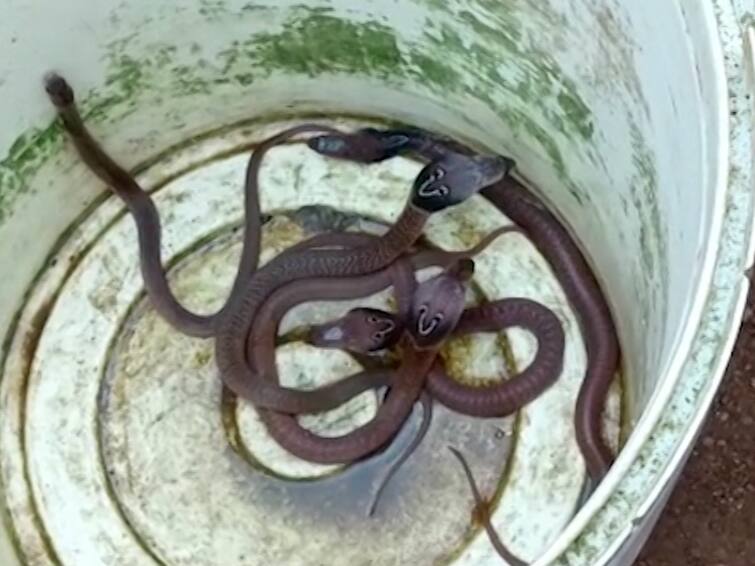 Bhandara News twelve Indian cobra found in the house in Pawanara Bhandara News : पवनारा इथल्या घरात सापडले तब्बल बारा नाग!