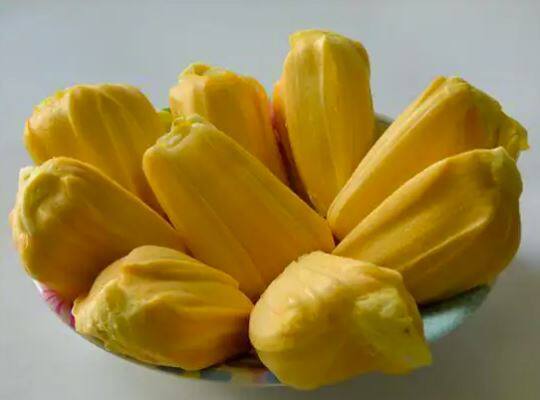 ਜੀ ਹਾਂ, ਕੱਚਾ ਕਟਹਲ ਸਾਡੀ ਸਿਹਤ ਲਈ ਕਈ ਤਰੀਕਿਆਂ ਨਾਲ ਫਾਇਦੇਮੰਦ ਹੁੰਦਾ ਹੈ, ਆਓ ਜਾਣਦੇ ਹਾਂ ਕਿਵੇਂ।