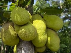 Health Benefits Of Raw Kathal: ਪੱਕਾ ਨਹੀਂ ਬਲਕਿ ਕੱਚਾ ਕਟਹਲ ਵੀ ਹੈ ਸਿਹਤ ਲਈ ਕਈ ਤਰ੍ਹਾਂ ਨਾਲ ਫਾਇਦੇਮੰਦ, ਇਸ ਲਈ ਅੱਜ ਤੋਂ ਹੀ ਡਾਈਟ 'ਚ ਸ਼ਾਮਲ ਕਰੋ