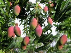 Most Expensive Mango: भारत में उगकर पूरी दुनिया में फेमस हो रहा है ये जापानी आम, 2.5 लाख रुपये में हो रही है बिक्री