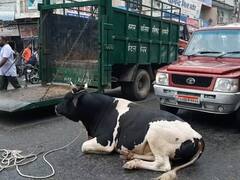 Kanwar Yatra 2022: कांवड़ यात्रा को लेकर शामली प्रशासन ने किए कड़े इतंजाम, आवारा पशुओं को पकड़ने के निर्देश