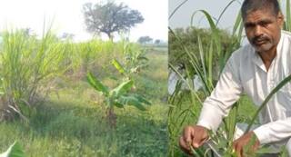 ਕੁਦਰਤੀ ਖੇਤੀ ਤੋਂ ਸਾਲਾਨਾ ਪੰਜ ਲੱਖ ਕਮਾ ਰਹੇ ਅਨਿਲ ਕੁਮਾਰ, ਸੇਵਾਮੁਕਤ ਹੋਣ ਤੋਂ ਬਾਅਦ ਸਾਬਕਾ ਫੌਜੀ ਨੇ ਸ਼ੁਰੂ ਕੀਤਾ ਇਹ ਕੰਮ