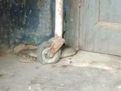 Nawada News: सदर अस्पताल के सर्जिकल वार्ड में सांप निकलने से मचा हड़कंप, बाद में भोलेनाथ का जयकारा लगाने लगे मरीज