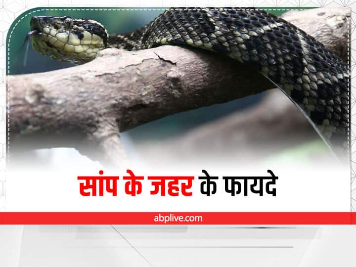 How can snake venom be used in medicine Snake Venom  Benefits : अमृत से कम नहीं है सांप का ‘जहर’, इन बीमारियों का करता है इलाज