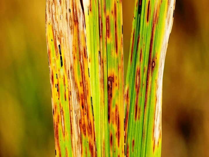 Paddy Cultivation: धान की फसल में दस्तक दे सकता है ये भयानक रोग, अभी से शुरू करें रोकथाम के काम
