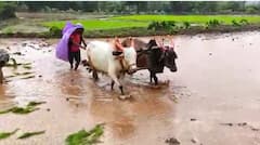 Pune News: रिमझिम पावसाचा आनंद घेत शेतकरी पेरणीत रमले, पहा फोटो