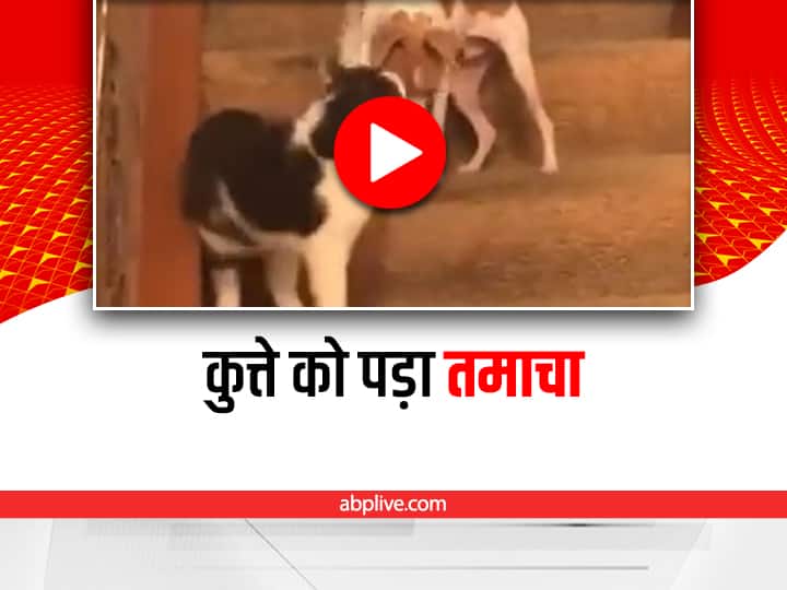 cat gave a tight slap to dog video viral on social media Funny Video: बिल्ली ने जड़ा कुत्ते को ज़ोरदार थप्पड़, फिर जो हुआ उससे मज़ेदार और कुछ नहीं