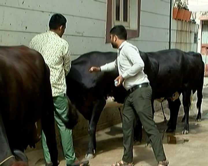 Lumpy virus found in Rajkot Animal husbandry department takes action Lumpy Virus in Animals: સૌરાષ્ટ્રના આ મોટા શહેરમાં પશુઓમાં લમ્પી વાયરસ જોવા મળતા તંત્ર થયું દોડતું, જાણો શું  છે લક્ષણો