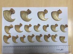 चीता और तेंदुए के 26 नख की हो रही थी कालाबाजारी, CBI ने 3 लोगों को किया गिरफ्तार