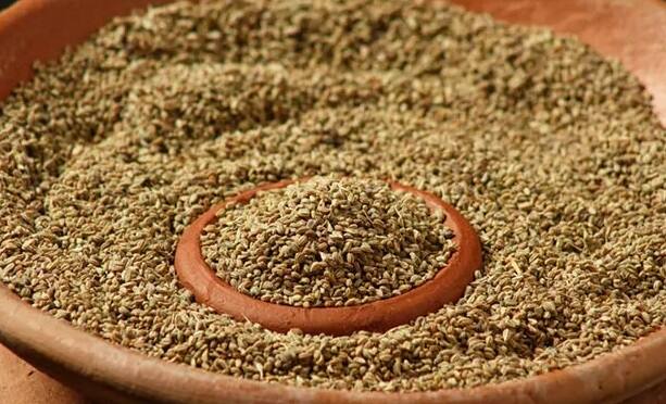 જો આપ મસાલા બ્રેડ, હોલ બ્રેડ વગેરે ઘરમાં બનાવવાનું વિચારતા હો તો અજમાનો ઉપયોગ કરી શકો છો. ઉપરાંત બ્રેડમાં બેકમાં પણ અજમાનો ઉપયોગ કરી શકો છો.