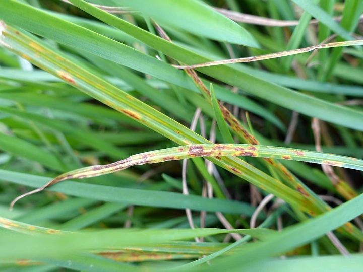 Paddy Cultivation: ਝੋਨੇ ਦੀ ਫ਼ਸਲ 'ਚ ਦਸਤਕ ਦੇ ਸਕਦੀ ਹੈ ਇਹ ਭਿਆਨਕ ਬਿਮਾਰੀ, ਇੰਝ ਕਰੋ ਰੋਕਥਾਮ ਦੇ ਕੰਮ