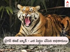 Tiger In Visakha: మకాం మార్చిన పెద్దపులి, చోడవరంలో మళ్లీ గాండ్రింపు - ఈసారైనా పట్టుకునే ఛాన్స్ ఉందా !