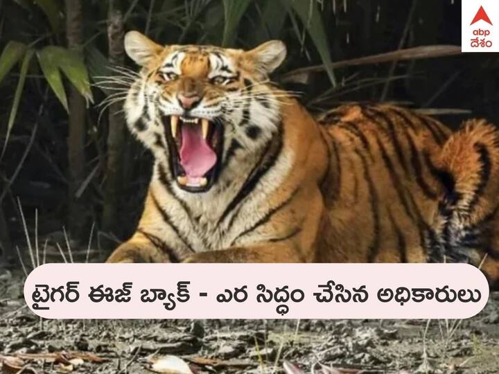 Visakha Tiger spotted at chodavaram area in Visakhapatnam District DNN Tiger In Visakha: మకాం మార్చిన పెద్దపులి, చోడవరంలో మళ్లీ గాండ్రింపు - ఈసారైనా పట్టుకునే ఛాన్స్ ఉందా !