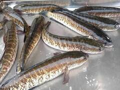 சிவகங்கை: மீன் வளர்ப்பு குளங்கள் மானியத்துடன் அமைக்கலாம்.. மாவட்ட ஆட்சியரின் அறிவிப்பு !