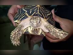 PHOTO : डोंबिवलीत आढळले दुर्मिळ ‘इंडियन स्टार टॉरटॉईज’!