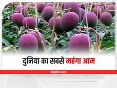 Most Expensive Mango: भारत में उगकर पूरी दुनिया में फेमस हो रहा है ये जापानी आम, 2.5 लाख रुपये में हो रही है बिक्री