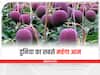 Most Expensive Mango: भारत में उगकर पूरी दुनिया में फेमस हो रहा है ये जापानी आम, 2.5 लाख रुपये में हो रही है बिक्री