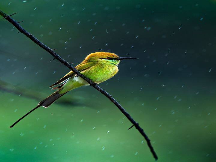 Mumbai News: Animals and birds also affected due to heavy rains in Mumbai Mumbai News: मुंबई में भारी बारिश का वन्य जीवों पर भी असर, पिछले 3 दिन में कई जानवरों-पक्षियों को किया गया रेस्क्यू