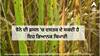 Paddy Cultivation: ਝੋਨੇ ਦੀ ਫ਼ਸਲ 'ਚ ਦਸਤਕ ਦੇ ਸਕਦੀ ਹੈ ਇਹ ਭਿਆਨਕ ਬਿਮਾਰੀ, ਇੰਝ ਕਰੋ ਰੋਕਥਾਮ ਦੇ ਕੰਮ