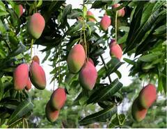 Most Expensive Mango : ਭਾਰਤ 'ਚ ਉਗ ਕੇ ਪੂਰੀ ਦੁਨੀਆ 'ਚ ਮਸ਼ਹੂਰ ਹੋ ਰਿਹਾ ਇਹ ਜਾਪਾਨੀ ਅੰਬ, 2.5 ਲੱਖ ਰੁਪਏ 'ਚ ਹੋ ਰਹੀ ਵਿਕਰੀ