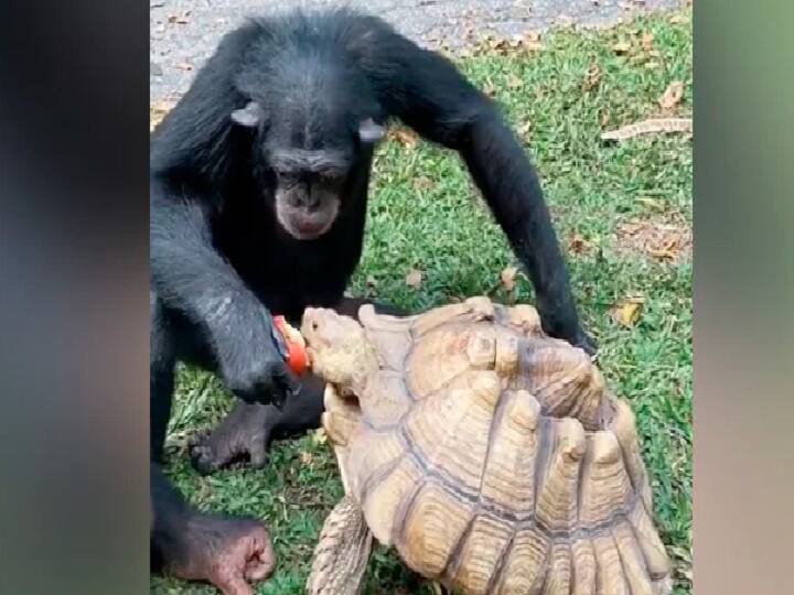 Viral Video: Chimpanzee Shares Apple With Tortoise, Internet Overwhelmed ஆமைக்கு ஆப்பிள் ஊட்டிய சிம்பன்சி: இணையத்தில் வைரலாகும் வீடியோ