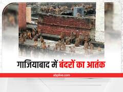 Ghaziabad News: गाजियाबाद में नहीं थम रहा बंदरों का आतंक, अब तक इतने बच्चे घायल, अस्पताल में बढ़ रहे मरीज