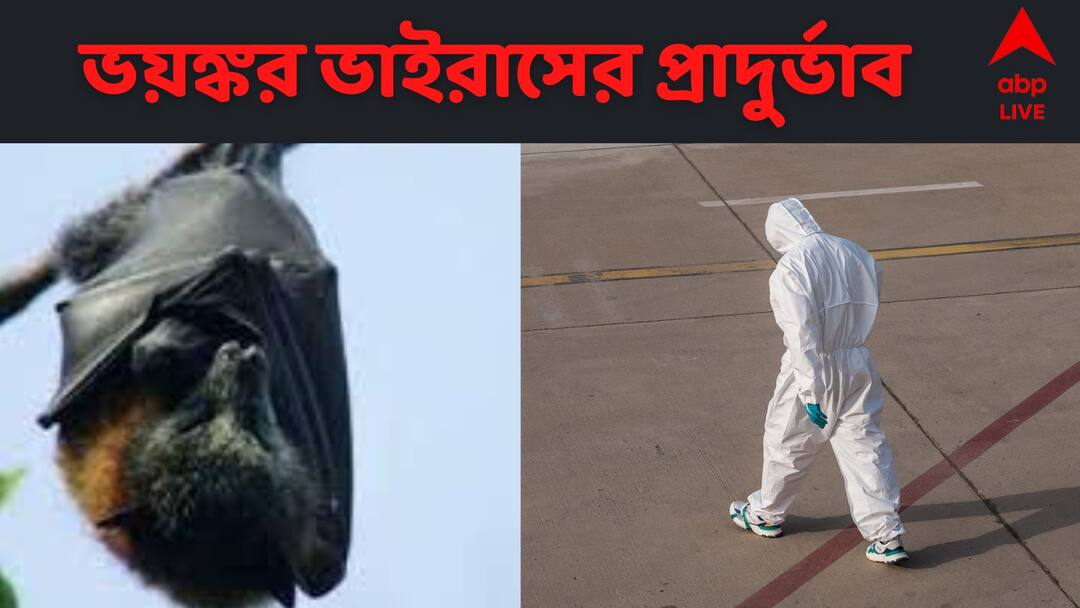 marburg virus disease explained signs symptoms what is marburg virus first cases confirmed in ghana ebola like disease african fruit bats Marburg Virus : আতঙ্ক ছড়াচ্ছে মারবার্গ , সামান্য ছোঁয়াতেই সংক্রমণ, মৃত্যুহার অত্যন্ত বেশি