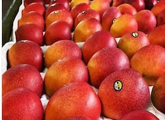 Most Expensive Mango : ਭਾਰਤ 'ਚ ਉਗ ਕੇ ਪੂਰੀ ਦੁਨੀਆ 'ਚ ਮਸ਼ਹੂਰ ਹੋ ਰਿਹਾ ਇਹ ਜਾਪਾਨੀ ਅੰਬ, 2.5 ਲੱਖ ਰੁਪਏ 'ਚ ਹੋ ਰਹੀ ਵਿਕਰੀ