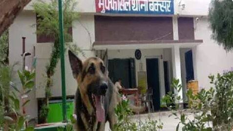german shepherd dog in lock up of bihar buxar police station in liquor ban law understands only English Viral News: ਜਰਮਨ ਸ਼ੈਫਰਡ ਕੁੱਤਾ ਸ਼ਰਾਬਬੰਦੀ ਕਾਨੂੰਨ 'ਚ 'ਗ੍ਰਿਫਤਾਰ', ਅੰਗਰੇਜ਼ੀ ਸਮਝਦਾ ਹੈ ਸਿਰਫ਼ ਤਾਂ ਪੁਲਿਸ ਪਰੇਸ਼ਾਨ