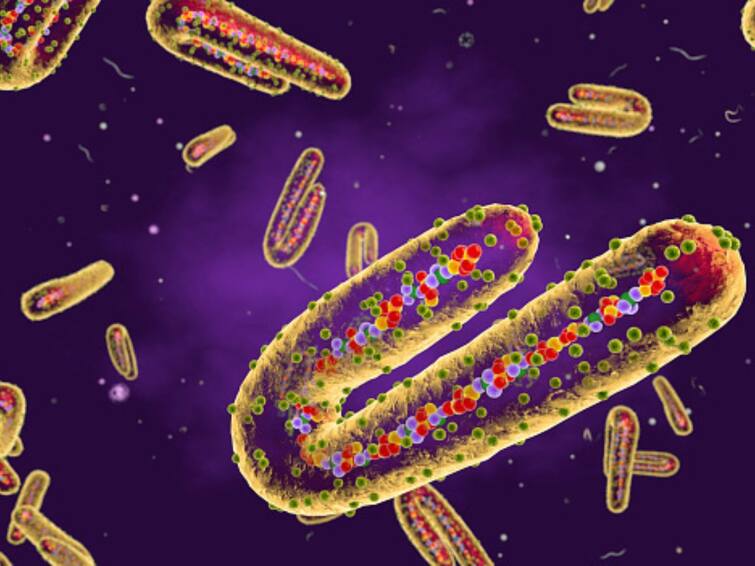 Marburg Virus Outbreaks Check Germany 1967 To Ghana 2022 Marburg Virus Disease Cases History Across The World